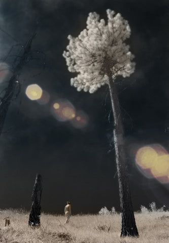 Strange Trees From Outer Space